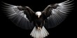 Eagle Wings in Closeup: Perfectly Isolated Back Wings of Black Eagle on Natural Background