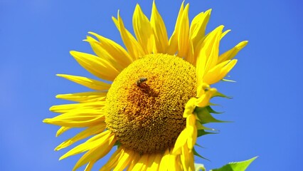 close up of bee collecting pollen on sunflower over blue clear sky background