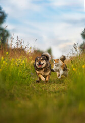 Sticker - cat catches up with a cheerful dog in a sunny summer green meadow among grasses and flowers