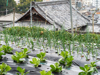 Sticker - 長葱が植えられた高台の野菜畑