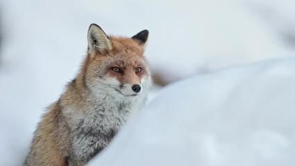 Wall Mural - Red fox portrait, 4k resolution video in the winter season (Vulpes vulpes)