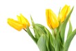 Tulip Flowers, yellow with white background