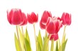 Tulip Flowers, pink with white background