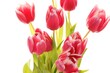 Tulip Flowers, pink with white background