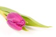 Tulip Flowers, purple with white background