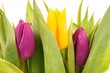 Tulip Flowers, purple and yellow