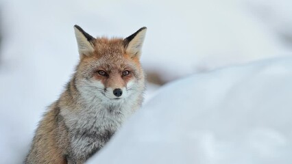 Wall Mural - On snow, the red fox in the wild (Vulpes vulpes)