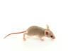 young Shrew Mouse in Studio