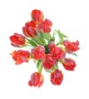 Tulip Flowers, red with white background