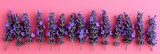 Fototapeta  -  Dry Lavender Flowers On Colored Background, Banner Image For Website, Background, Desktop Wallpaper