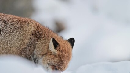 Wall Mural - Red fox eats prey on snow (Vulpes vulpes)