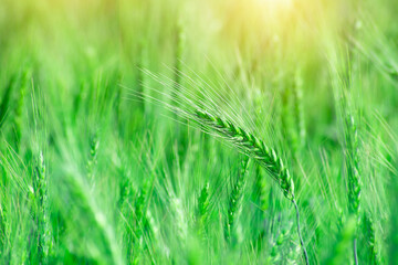 Poster - Green wheat field. Green background with wheat. Young green wheat growing on a field.