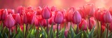 Fototapeta Tulipany -  Flowers Red Pink Tulips Flowering, Banner Image For Website, Background, Desktop Wallpaper