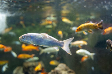 The koi fish in the Zoo aquarium. Koi are colored varieties of the common carp (Cyprinus carpio) that are kept for decorative purposes in outdoor koi ponds or water gardens.