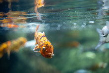 The Koi Fish In The Zoo Aquarium. Koi Are Colored Varieties Of The Common Carp (Cyprinus Carpio) That Are Kept For Decorative Purposes In Outdoor Koi Ponds Or Water Gardens.