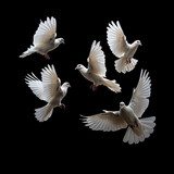 Fototapeta Pokój dzieciecy - white swans