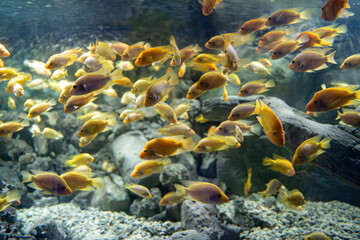 Wall Mural - The amphilophus citrinellus (Midas cichlid) fish in the Zoo aquarium. Amphilophus citrinellus is a large cichlid fish endemic.