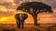 Majestic African Elephant at Sunset - Wildlife and Nature Photography