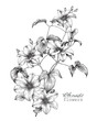 Vintage flowering branch Flowers clematis Hand drawn engraving sketch. Floral vector botanical illustration black and white. Graphics element for design. Elegant blooming twigs