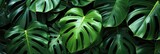 Green tropical monstera leaves. Background of various green tropical leaves.