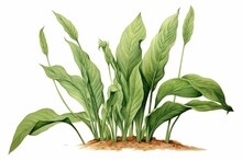 Illustration Of A Plantain Herbaceous Plant. Generative AI