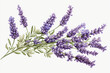 Enchanting lavender sprig with fragrant purple blossoms by generative A.I.