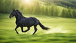 A black horse running on sunny background