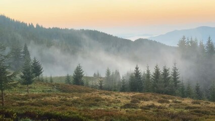 Poster - Carpathian meadow - clearing near the Romanian border, Mount Marmarosh, Ukraine, sheep pasture at dawn, delicate beautiful colors