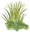 Watercolor green grass illustration. Hand-painted lush spring plant. Natural element, isolated PNG clipart.