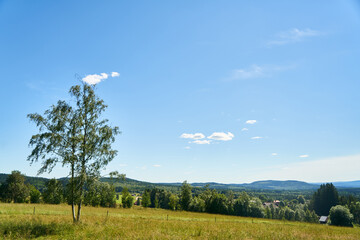 Sticker - Small tree in green meadow on hill in Sweden in summer