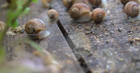 Wall Mural - Snail farm. Snails crawling on a green leaf in the garden 