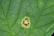 Teerfleckenkrankheit,  Ahorn,  Rhytisma acerinum, teerfleckenartige Befallsfleck auf der Blattoberseite eines Ahornblattes