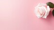 © CassiOpeiaZz - White rose single on pink background. Valentine's day-wedding. greeting card. advertisement. copy text space.
