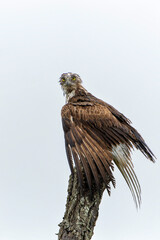 Sticker - Brown Snake Eagle (Circaetus cinereus) in the rain. This completely wet juvenile Brown Snake Eagle had problems with the wind with flying away in the Kruger National Park in South Africa