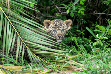 Poster - Leopard cub on the move. This very young Leopard cub was following his mother cautiously and uneasily in Sabi Sands Game Reserve in the greater Kruger region in South Africa     