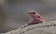 closeup portrait of mwanza flat headed rock agama lizard resting on a rock in the wild serengeti national park, tanzania