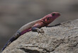 side view of mwanza flat headed rock agama lizard resting and looking alert on a rock in the wild serengeti national park, tanzania