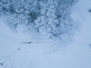 Wall Mural - Aerial view of winter landscape with snow covered forest in Switzerland, Europe.