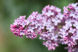 Fototapeta Zwierzęta - Blossoming purple lilac branch in spring garden. Branch of lilac flowers with green leaves. Floral natural background. Beautiful spring flowers. Purple lilac flowers on the bush. Summer time 