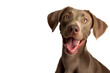 Cute playful doggy or pet is playing and looking happy
