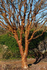 Wall Mural - acer griseum tree bark texture, which is commonly known as paperbark maple, stock photo image