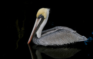 Wall Mural - A Pelican in south Florida 