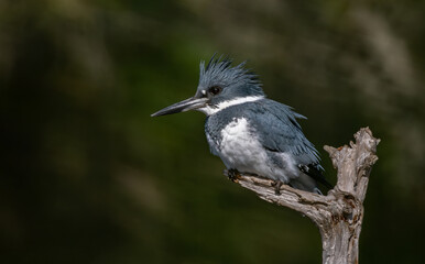 Canvas Print - Belted Kingfisher fishing in a pond