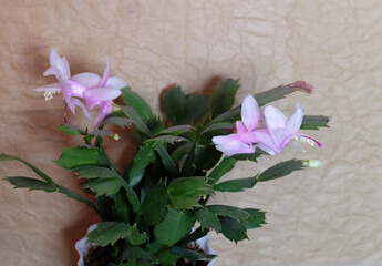 Wall Mural - Blooming pink Schlumbergera in a pot, on a beige background, selective focus, horizontal orientation.