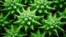 Green Cactus Thorns Pattern In Natural Light