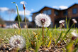 Dandelions in the Front Yard of a Realistic House