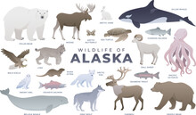 Alaskan Animals, Birds, Fish Set. Polar Bear, Lynx, Snowy Owl, Caribou, Whale, Salmon. Wildlife Of Alaska Vector Illustration. Arctic Wild Animal Collection.