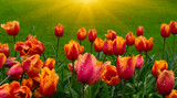 Fototapeta Tulipany - Tulips in the park in the sunlight