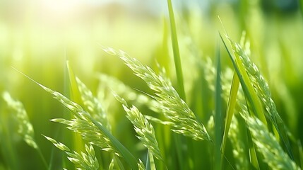 Selective focus on ear of rice. Green paddy field. Rice plantation. Organic rice farm in Asia. Rice price in the world market concept. Beautiful nature of farm land. Paddy field. Plant cultivation.