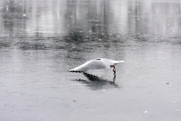 Poster - Seagull on the ice of the frozen lake with a reflection